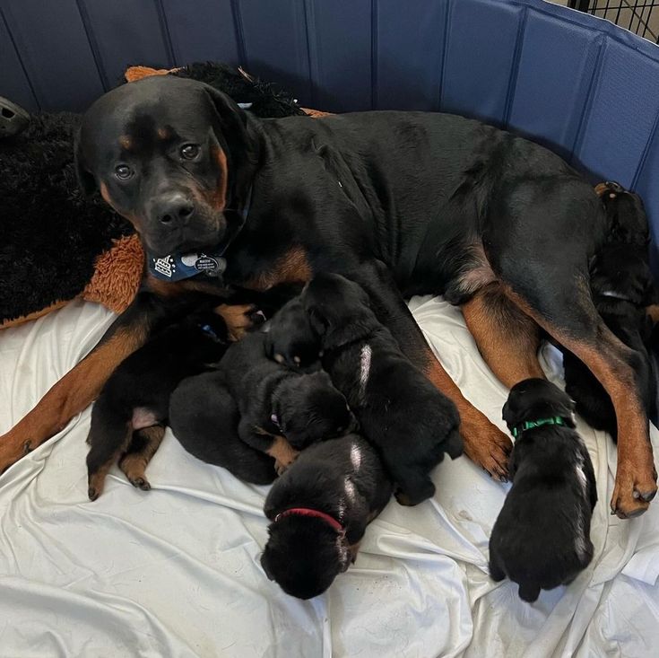 Rottweiler mother with puppies at Rottweiler Breeders Home Kent UK
