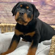 Bruno KC registered Rottweiler puppy for sale – photo 1