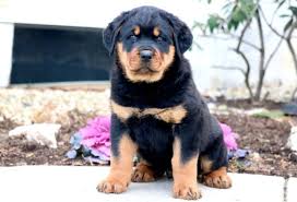 Stella KC registered Rottweiler puppy for sale – photo 1