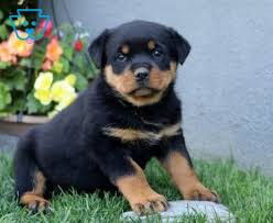 Odin KC registered Rottweiler puppy for sale – photo 1