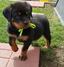 Ivy KC registered Rottweiler puppy for sale – photo 1