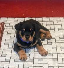 Bear KC registered Rottweiler puppy for sale – photo 1