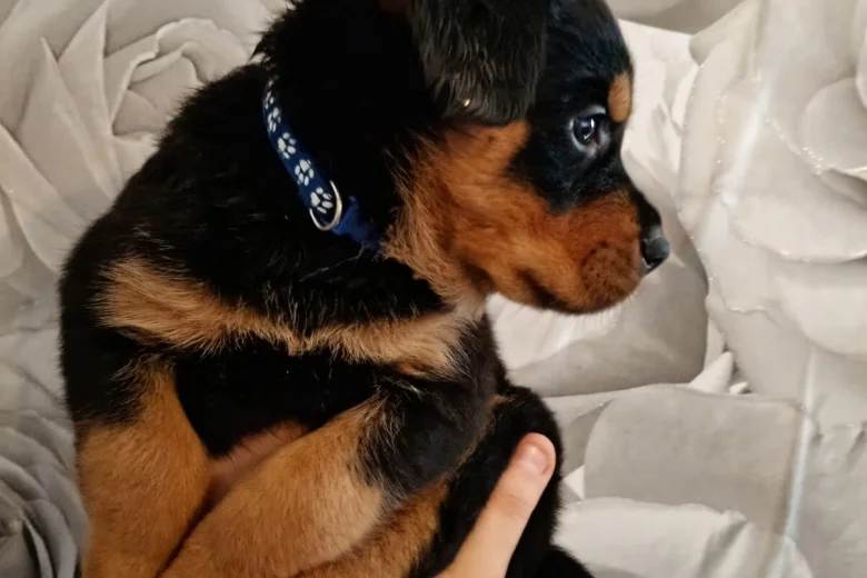 Bella Rottweiler puppy