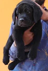 Zeus Rottweiler puppy