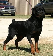 Zeus photo 5