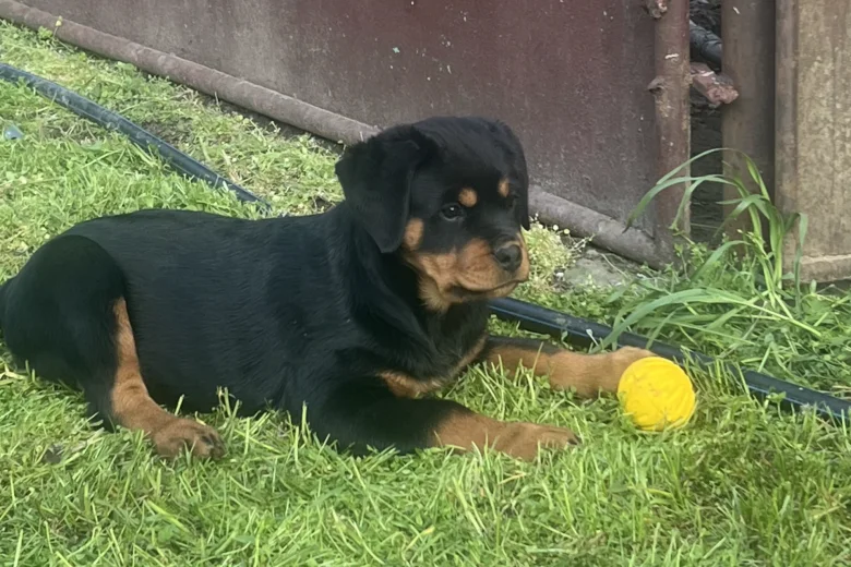 Luna Rottweiler puppy