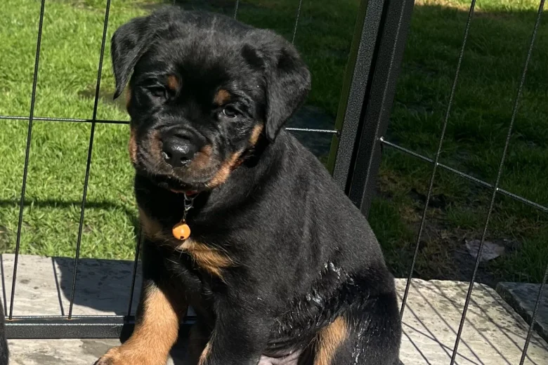 Rex Rottweiler puppy