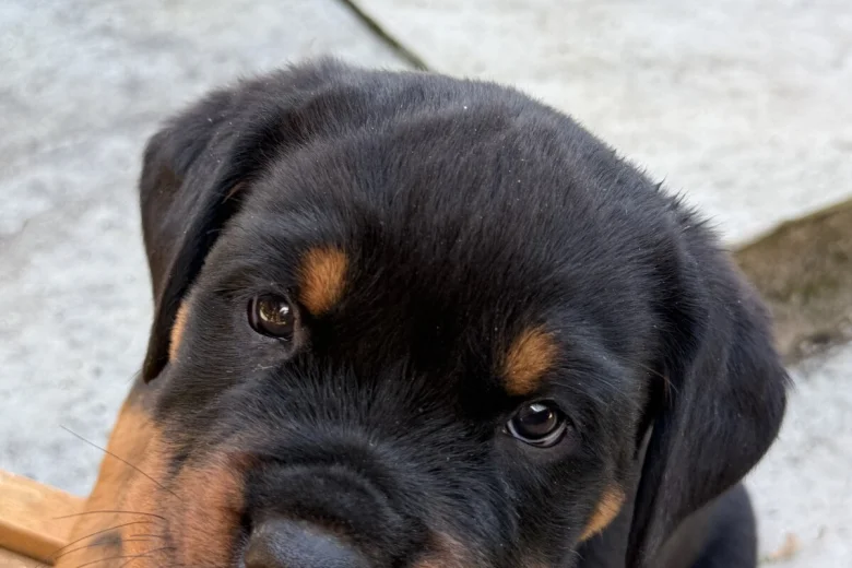 Rex photo 3