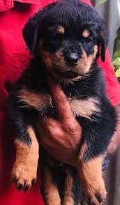 Maya Rottweiler puppy