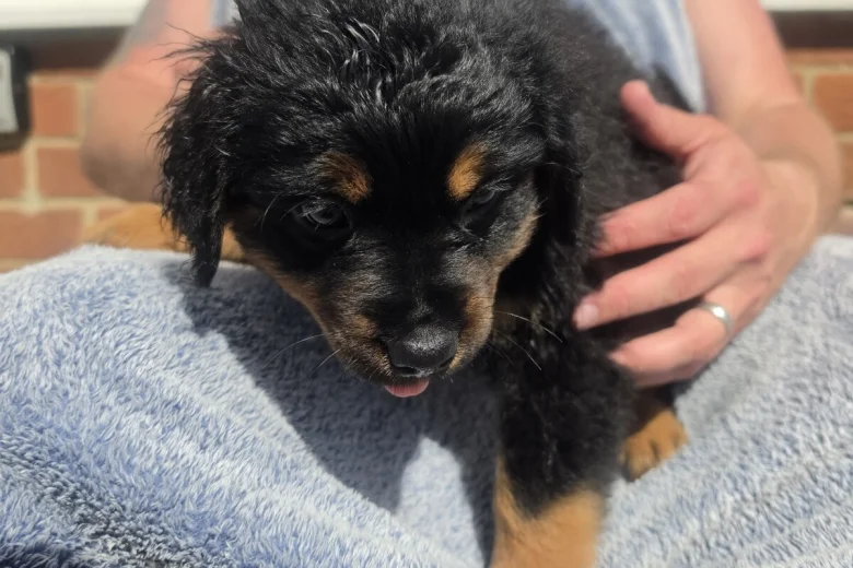 Thor Rottweiler puppy for sale