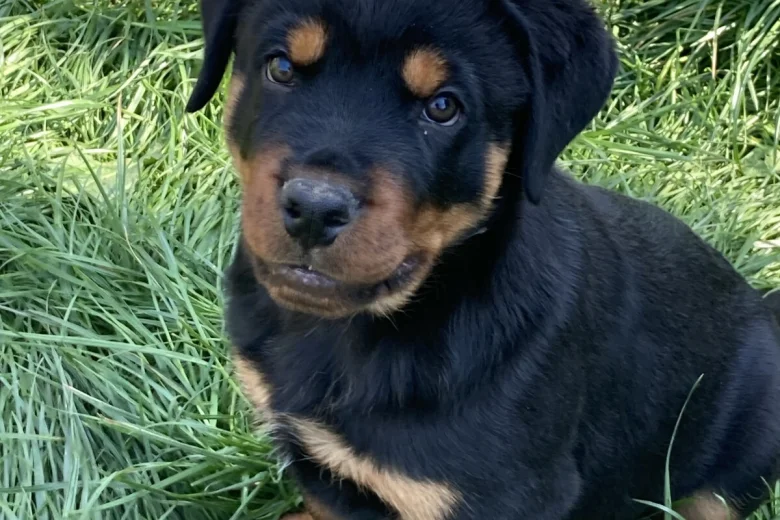Nova KC registered Rottweiler puppy for sale – photo 1